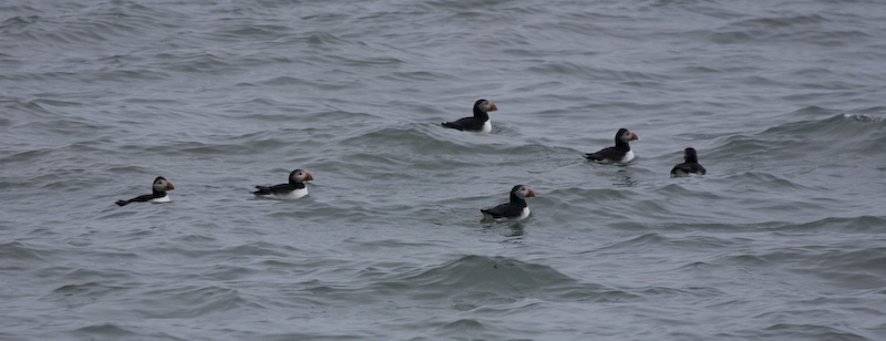 Atlantic Puffins On Water